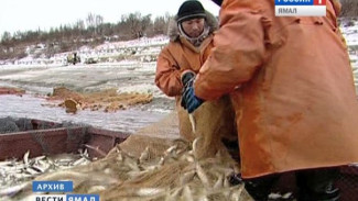 С начала этого года ямальские рыбаки добились «увесистых» результатов. Кто стал лидером?