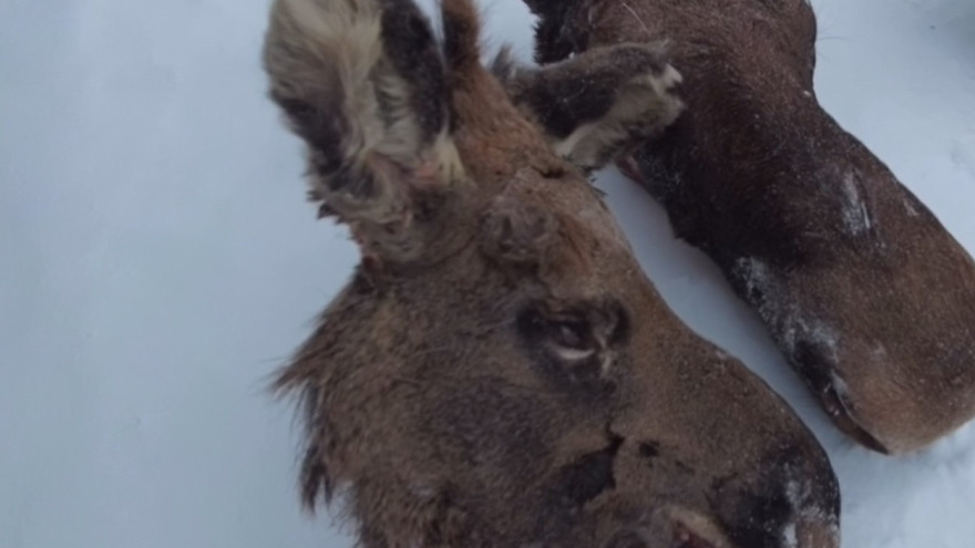 Браконьер из Приуралья ответит перед законом за нелегальную охоту на лосей