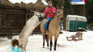 Мишутка, Санта-Клаус и десерт из яблок. В Ленинградской области появилась оленья ферма