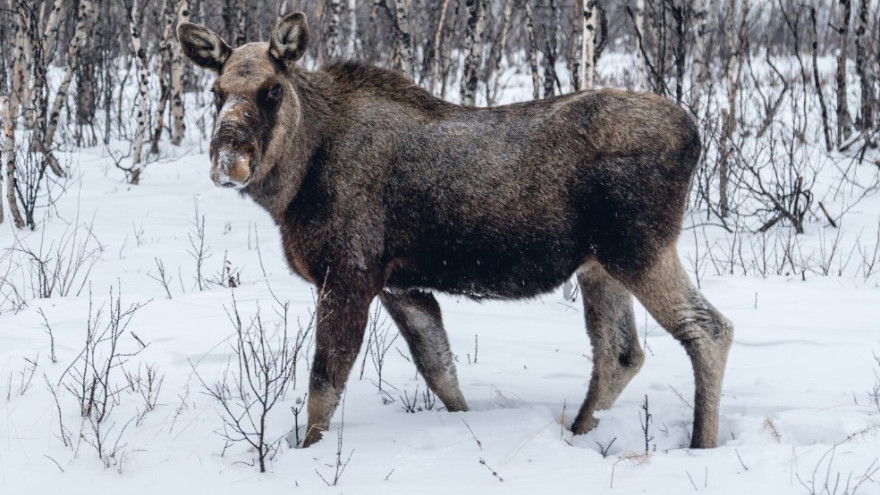 Охота обернулась судом: мужчину из Тольки наказали за незаконную добычу лосей