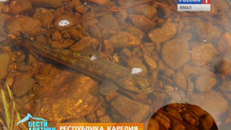 В некоторых водоемах Карелии удалось полностью восстановить популяцию редких пород рыб