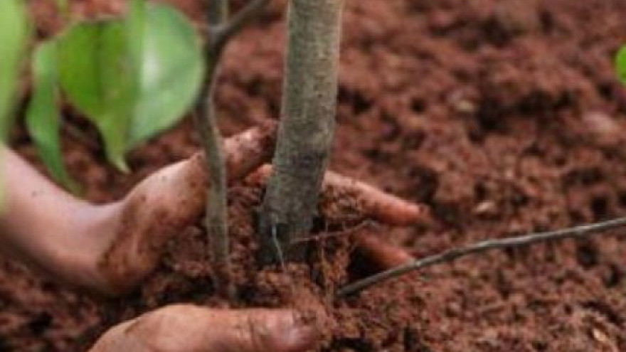 Растенье - земли украшенье! На Ямале высадят более тысячи саженцев деревьев