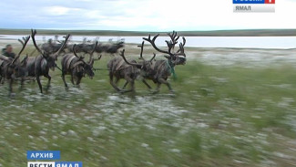 Срочно! Падеж оленей в Ямальском районе вызвали споры сибирской язвы