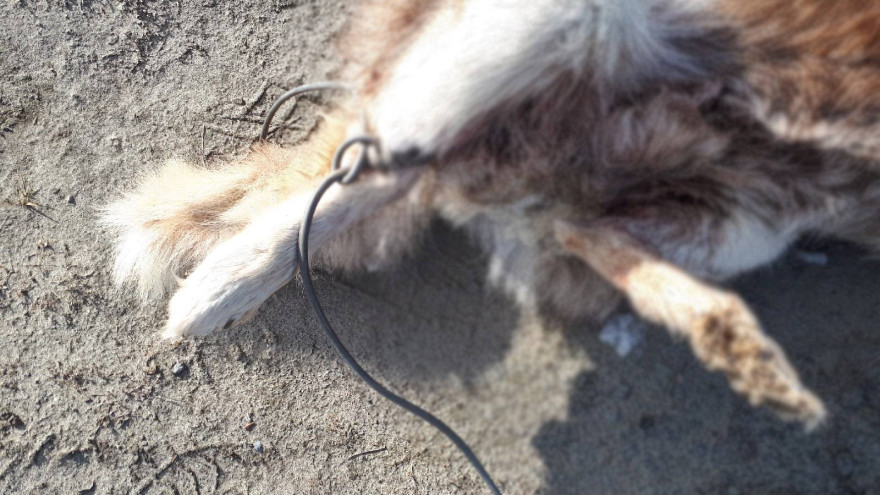 В Салехарде разыскивают «собачьего палача», жестоко убившего хаски