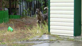 Собака держит в страхе район. Как четвероногие захватывают чужие дома