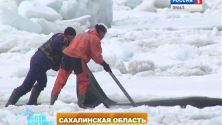 Спасти рядового Вилли. Как на Сахалине выручали из ледяного плена заблудившихся касаток