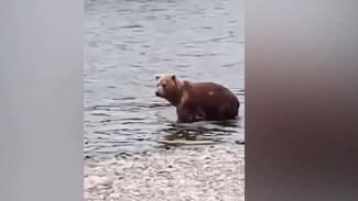 В Магаданской области медведи массово устремились к нерестовым рекам