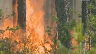 Лесные пожары на Ямале: актуальная информация