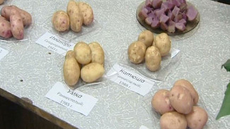 На научной «кухне» вовсю кипит работа: как вырастить качественный картофель в условиях Крайнего севера