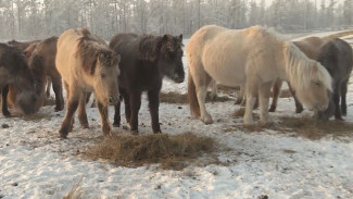 Способны выдержать до -70 градусов: об уникальной якутской породе лошадей