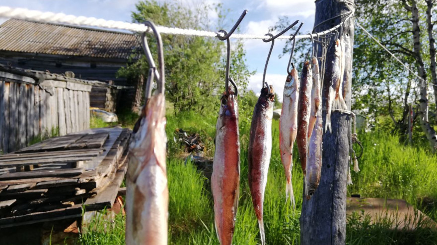 Квоты, доход, места и время для рыбалки: разговор по существу на берегу Оби-кормилицы