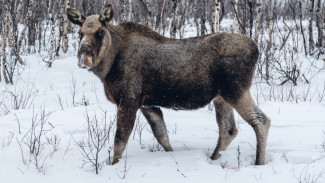 Охота обернулась судом: мужчину из Тольки наказали за незаконную добычу лосей