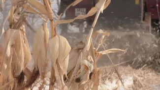 Как аграрии Хабаровского края убирают кукурузу после мощного снегопада