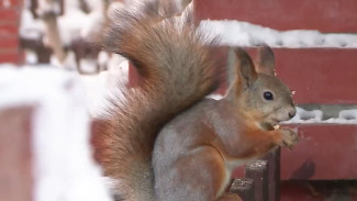 Белки облюбовали один из салехардских двориков