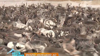 В Тазовском районе Ямала закончилась прививочная компания животных против сибирской язвы