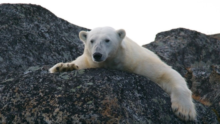 Новая угроза: из-за таяния льдов белые медведи двигаются на юг