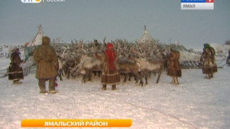 Семьи Ямальского района, потерявшие животных от сибирской язвы, получат новых оленей