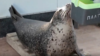 Концерт в ветеринарном вагончике: ларги в Приморье начали петь под гитару