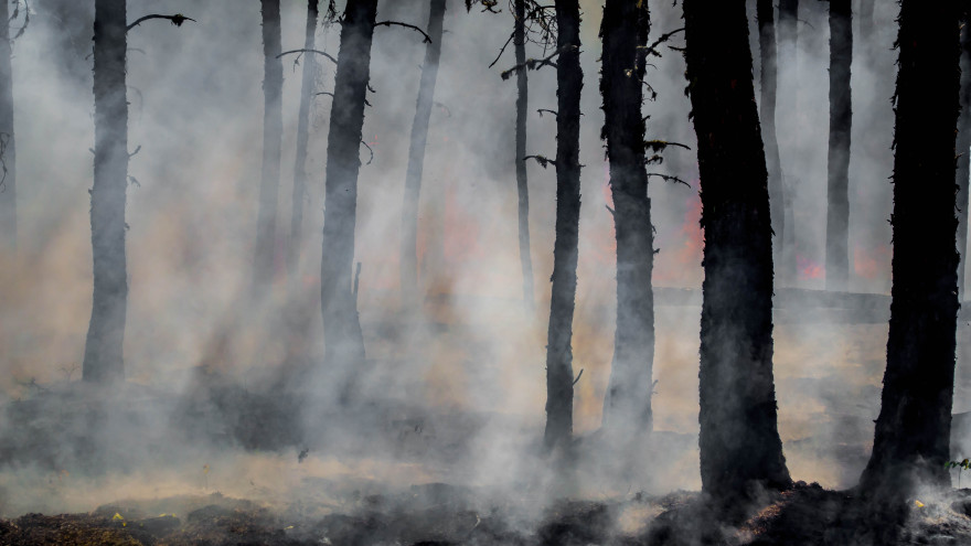В ЯНАО зафиксировали 2 лесных пожара 