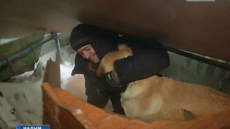 Собачья работа на благо людей. Четвероногие спасатели Ямала продемонстрировали свои умения