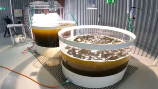 На Дальнем Востоке ученые разработали уникальную технологию выращивания гребешка