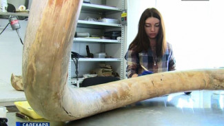 Найденные на Ямале бивень и кости мамонта оказались на «операционном» столе реставрационной мастерской МВК Шемановского