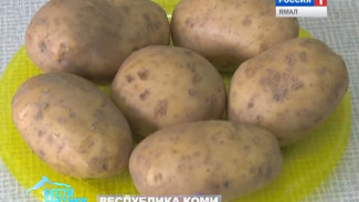В Республике Коми совершенствуют сорта арктического картофеля