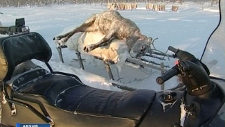 Специалисты: падеж оленей на Ямале происходит ежегодно и чаще всего связан с весенней бескормицей