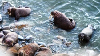 «Звери худые, лопатки торчат»: из-за таяния льдов снизилась численность тихоокеанских моржей на острове Колючин в Чукотском море