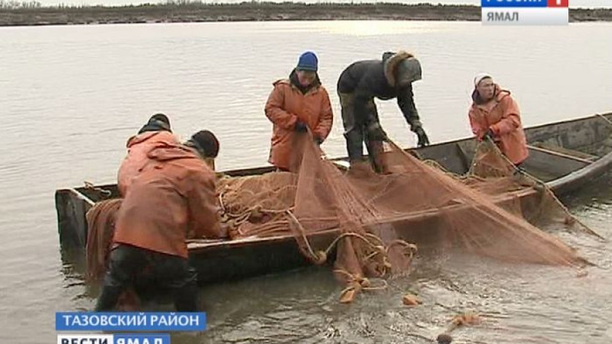Лов ряпушки в Тазовском: с каким трудностями сталкиваются рыбаки