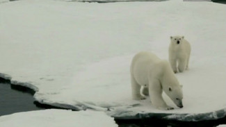 Глобальное потепление поставило белых медведей на грань вымирания