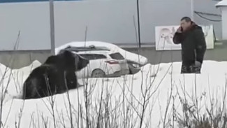 В Нижневартовске перепуганный медведь напал на человека и был сбит автобусом (ВИДЕО) 