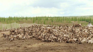 550 тысяч оленей провакцинируют на Ямале от сибирской язвы