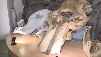 Череп африканского слона пополнил музей мамонта в Якутии