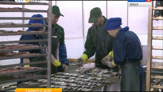 Секреты мастерства и вкусной рыбки. Работники предприятия «Пур-рыба» готовятся к конкурсу «Славим человека труда»