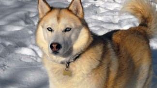 История одной собаки: лайка из Екатеринбурга выжила в ямальской тундре