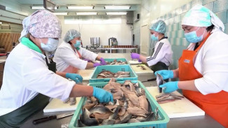 Рыбоперерабатывающие предприятия Магаданской области начали подготовку к лососевой путине