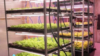 Магаданские предприниматели запустили круглогодичное производство свежей зелени