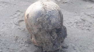  Следователи подтвердили, что череп, обнаруженный в Тазовском районе, является человеческим  