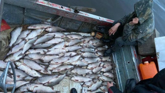 На Ямале трое рыбаков пойдут под суд за браконьерство – мужчин задержали за вылов чира 