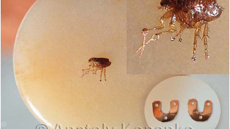 Герб Салехарда на срезе кедрового орешка и подкованная блоха. Необычная выставка на Ямале