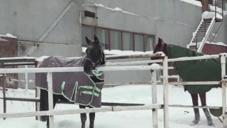 Ноябрьские всадники нацелены на новые рекорды в 2026 году