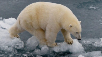 «Роснефть» и «Русская Арктика» подвели итоги 1 этапа проекта по восстановлению арктических экосистем