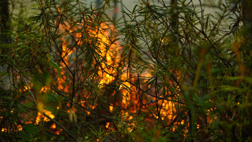 На территории Ямала горит 69 гектаров леса 