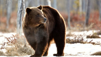 Трое медвежат на Ямале вышли из леса (ВИДЕО)