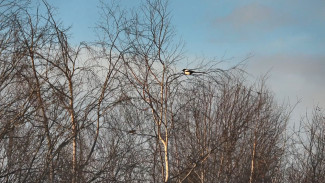 Времена – ноябрь: Что далее. А далее – зима…