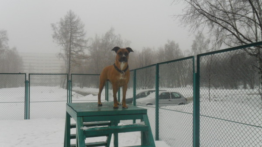 В Губкинском построят специальные площадки для выгула собак
