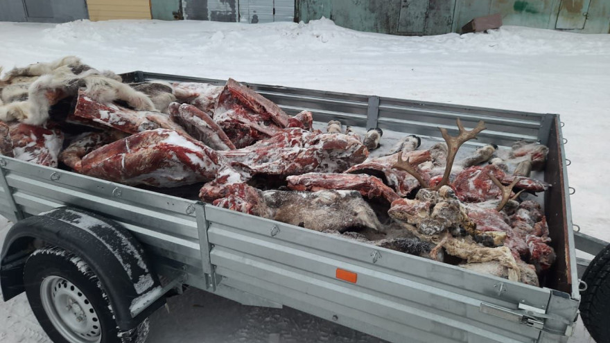 На Ямале браконьеры убили 12 северных оленей