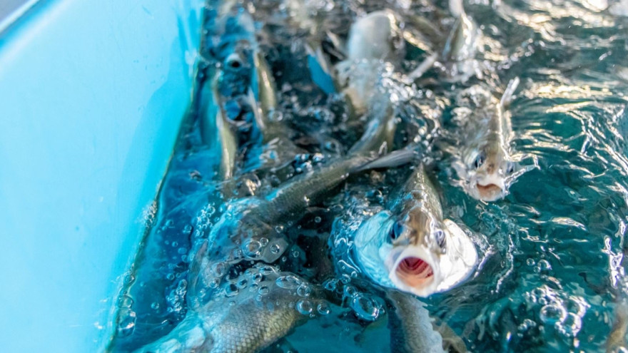 Ямал примет участие в разработке комплексной программы по восстановлению ценных пород сиговых рыб