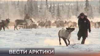 «Вести Арктики» от 04.12.2021: новости с территории низких температур и северного сияния